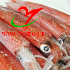 MỰC ỐNG 
