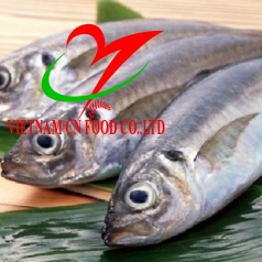 CÁ BẠC MÁ 