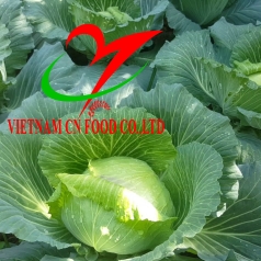 BẮP CẢI 
