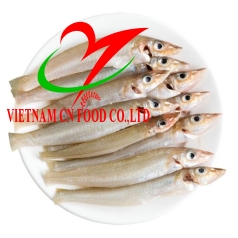 CÁ BÓNG BIỂN