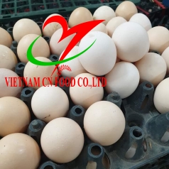 TRỨNG GÀ TA