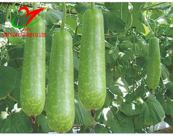 BẦU DÀI ( BẦU SAO)
