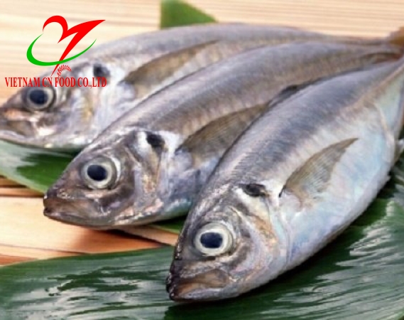 CÁ BẠC MÁ 