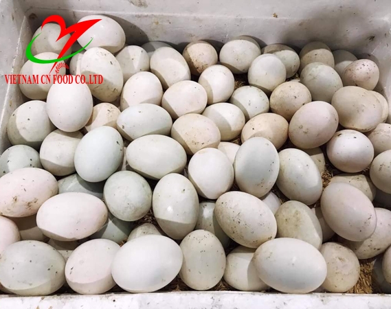 TRỨNG VỊT 
