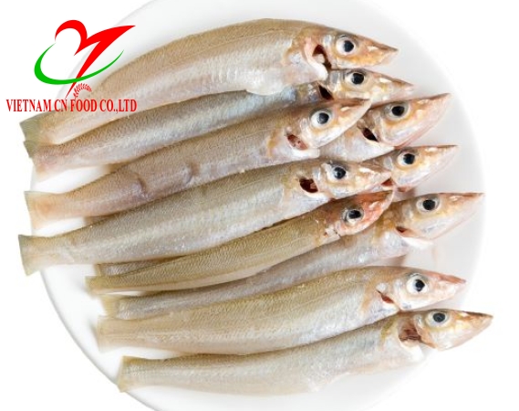 CÁ BÓNG BIỂN