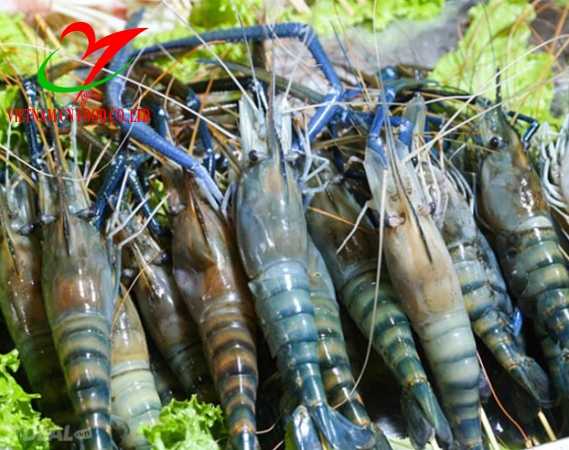 TÔM CÀNG XANH 